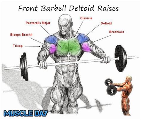 Chest Exercises Dumbbell Pullovers Muscle Day Shoulder Workout