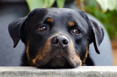 Rottweiler Barking - Why They Do It and How to Stop Nuisance Barking ...