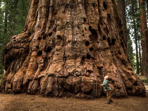 Sequoia gigante conheça a maior árvore do mundo