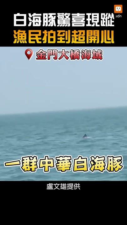 【生活】中華白海豚金門大橋海域群聚現蹤 漁民拍到超開心 Youtube