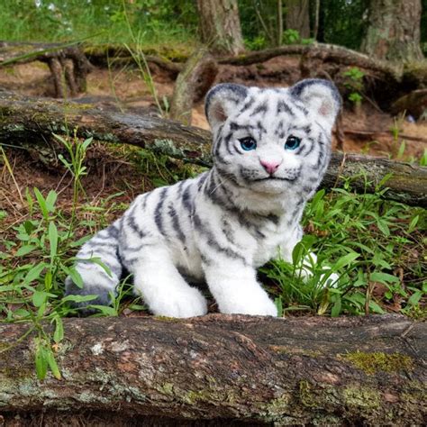 White Tiger Kitten Mia By Anna Danilova Tedsby