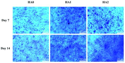 Photographs Of Alcian Blue Staining Representing Sulfated Download