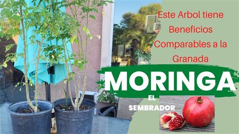 Sembrar MORINGA En El Jardin De Tu Casa Tiene Beneficios Comparables