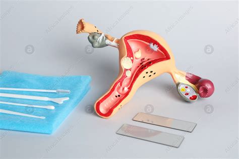 Model Of Female Reproductive System And Gynecological Examination Kit