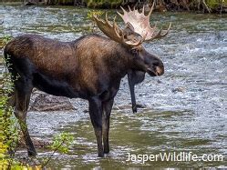 Jasper Wildlife