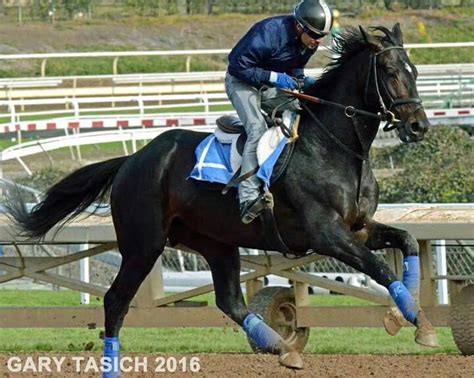 Cozmic One Horse Love Horses Horse Racing