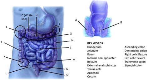 Solved C White D Line G H Keywords Duodenum Jejunum Ileum Internal Anal Sphincter Rectum