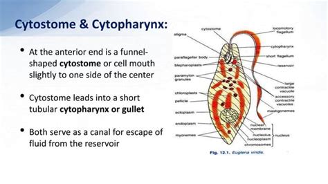 Phylum Euglenophyta Euglena Ppt