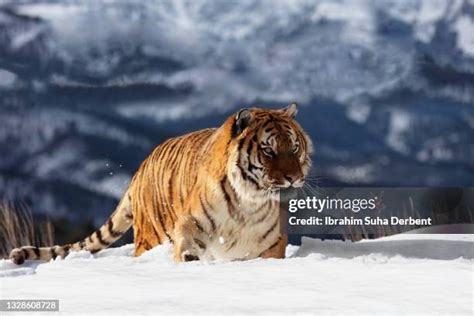 Tiger Attacking Prey Photos and Premium High Res Pictures - Getty Images