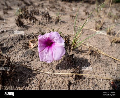 Pink Flower Of The Kalahari After The Rain Namibia Stock Photo Alamy