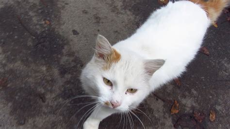 White Cat With Brown Tail Meows On The Street Youtube