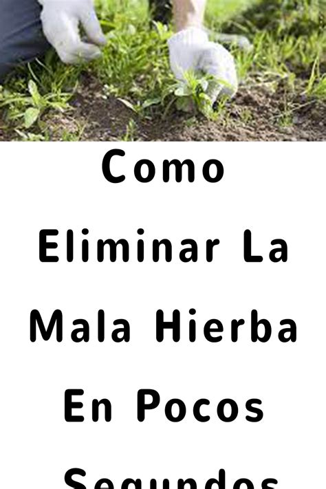 C Mo Acabar Con Las Malas Hierbas Consejos Y Trucos Ecologia Cotidiana