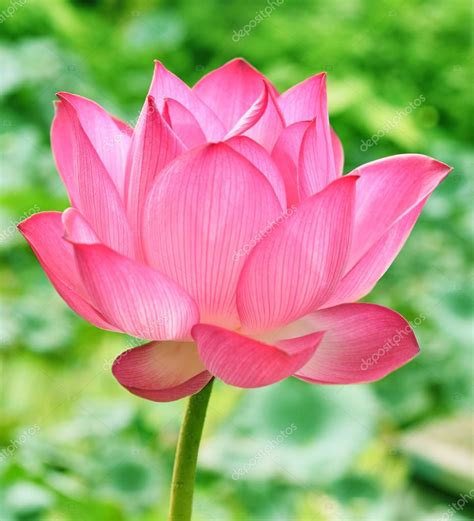 Beautiful Pink Lotus Flower In Blooning — Stock Photo © Krongkrang26