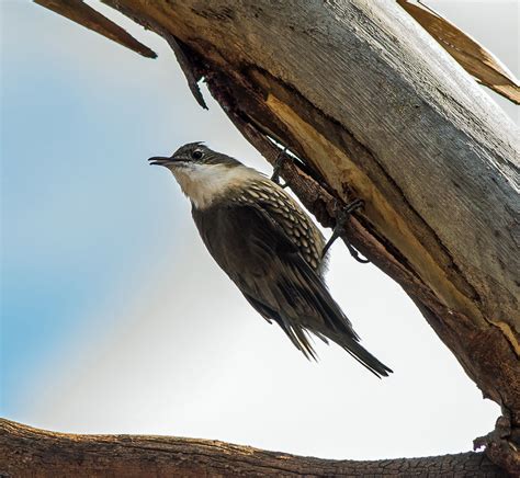 White Throated Tree Creeper You Yangs Vic Australia Flickr