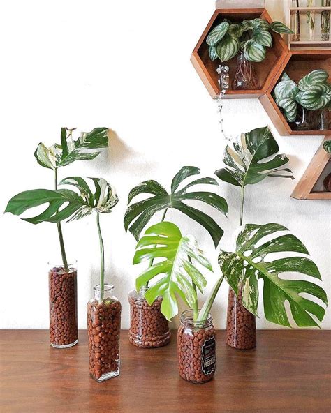 65+ Indoor Garden Ideas You Will Fall For These trendy Home Decor ideas ...