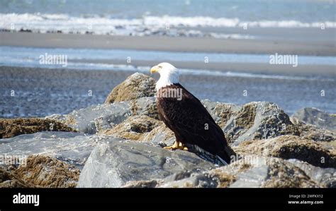 Bald eagle, Alaska's largest resident bird of prey Stock Photo - Alamy