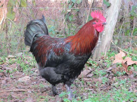 Black Copper Marans Time Progression Of Sexing Updated With Weeks 1 3 Pictures Page 4