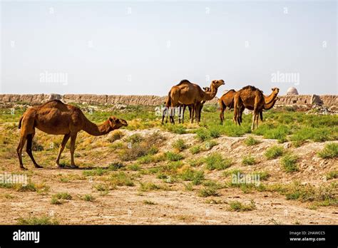 Dromedaries In Front Of Ancient City Wall Sunken Merv Turkmenistan