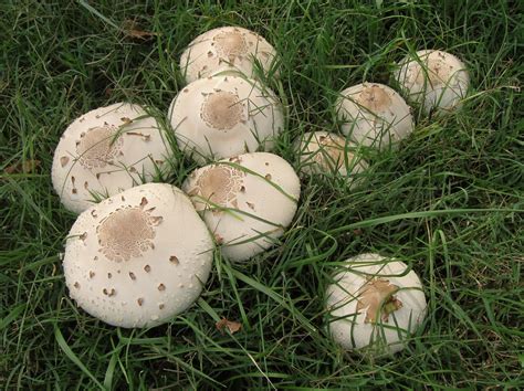 Chlorophyllum molybdites (False Parasol, Green Gill, Green-Spored ...