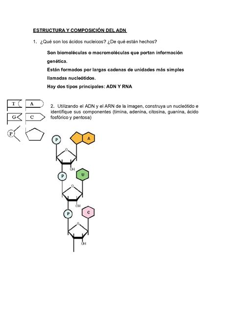 SOLUTION Preguntas y ejercicios de selectividad genética molecular