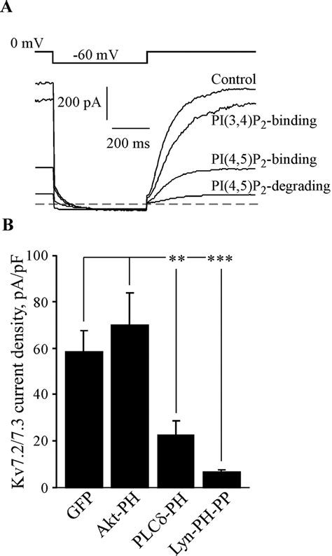 Regulation Of Kv Kcnq K Channel Open Probability By