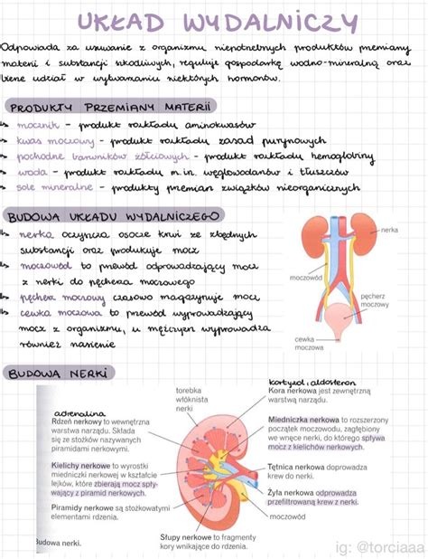 Notatki biologia matura człowiek układ wydalniczy Długołęka Kup