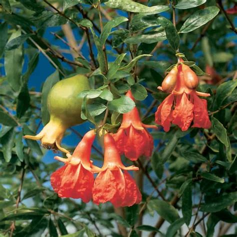 7 Perfect Patio Fruit Trees for Small Spaces - HG&H