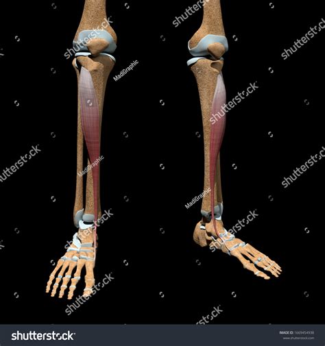 This 3d Illustration Shows Tibialis Anterior Stock Illustration 1669454938
