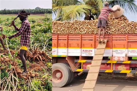 தஞ்சையில் விறுவிறுப்பாக நடந்து வரும் மரவள்ளி கிழங்கு அறுவடை News18 தமிழ்