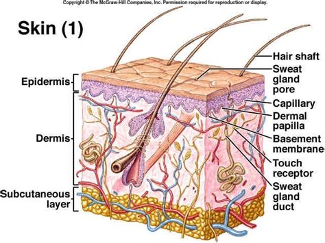 Layers Of Skin Integumentary System Skin Anatomy Human Body Anatomy