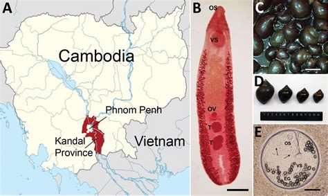 Figure High Prevalence Of Echinostoma Mekongi Infection In