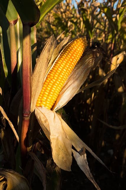 Cornfield Corn On The Cob Zea Free Photo On Pixabay Pixabay