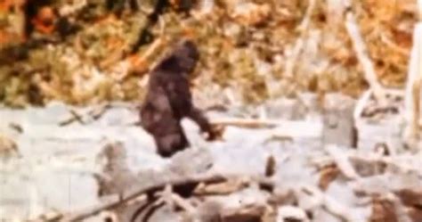 Purported Yeti Samples Are Genetically Identical To Asian Bears DNA