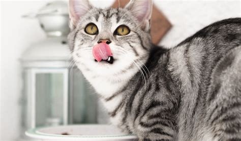 Comment bien nourrir un chat qui reste à l intérieur Jardiland