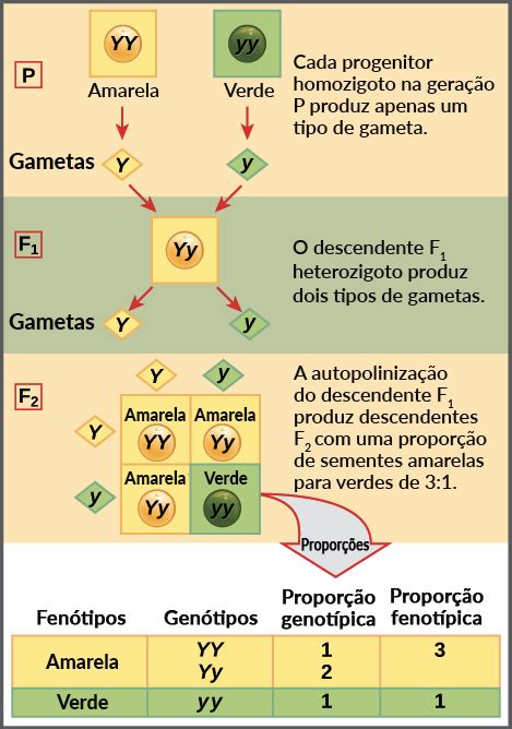 Como Ensinar As Leis De Mendel Ponto Biologia Jogue Na Roleta Ao