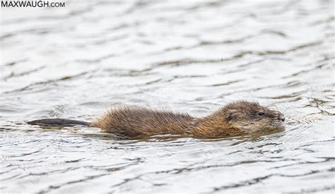 Animal Identification Throwdown: Otter vs. Beaver vs. Muskrat | Max Waugh