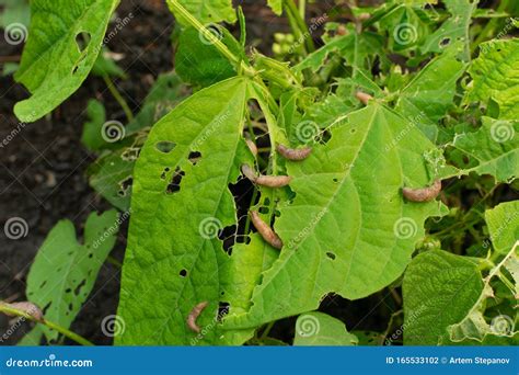 Snails Slugs Or Brown Slugs Destroy Plants In The Garden Stock Photo