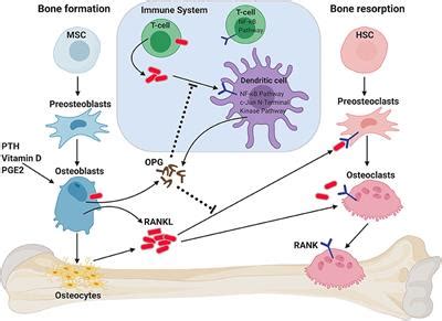 Frontiers Targeting The RANKL RANK OPG Axis For Cancer Therapy