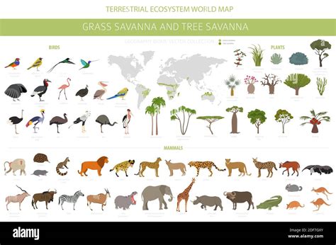 Tree Savanna And Grass Savanna Biome Natural Region Infographic Woodland And Grassland