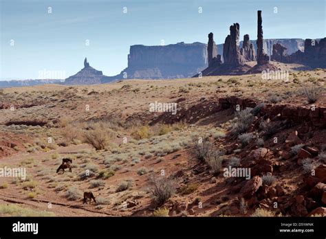 Wild horses in Monument Valley Stock Photo - Alamy