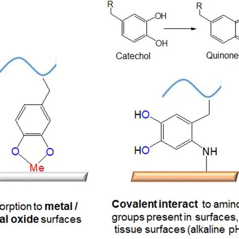 Most Typical Dopa Adhesive And Cohesive Interactions Found In Mussel Download Scientific