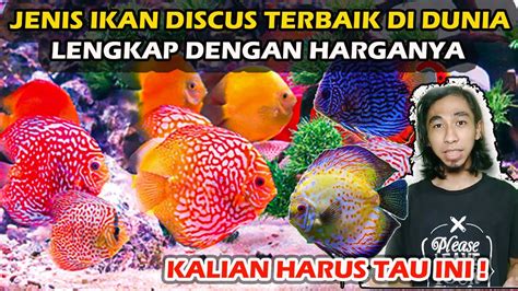 Jenis Ikan Discus Dan Harganya Pecinta Ikan Hias Harus Tau Youtube