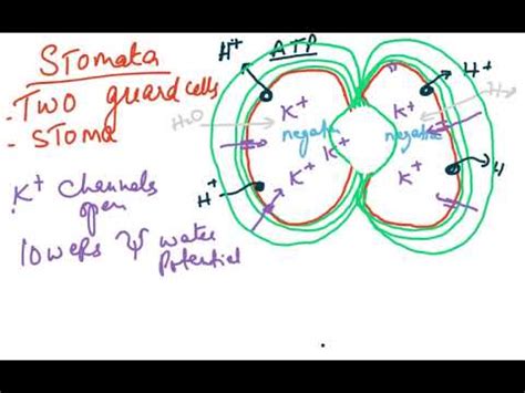 HOMEOSTASIS VIDEO 5 HOMEOSTASIS IN PLANTS YouTube