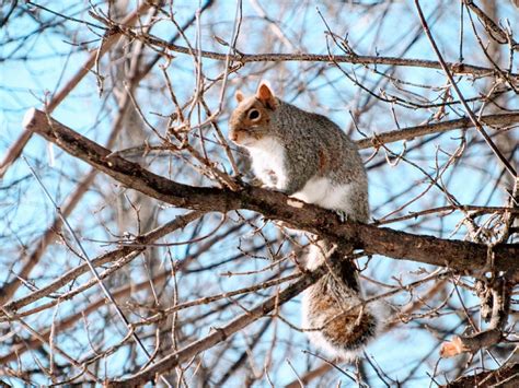gray squirrel  photo  pixabay pixabay