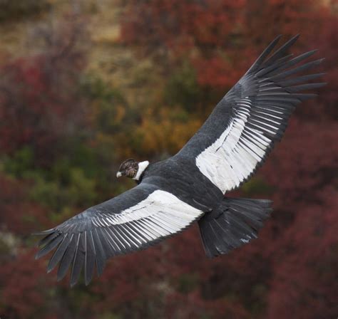 Pin By Ignacio Ochoa On Condor Andean Condor Bird Cóndor Tattoo