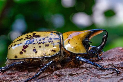 eastern hercules beetle  sale davids beetles