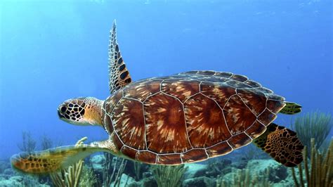 Why do turtles have shells? • Turtle Conservation Society of Malaysia