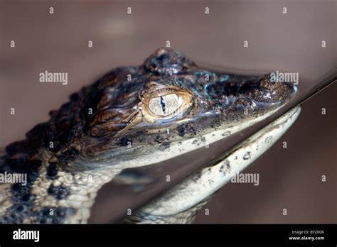 Baby Alligator Hi Res Stock Photography And Images Alamy