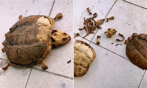 Wuhan Student Finds His Pet Turtle Dead With Dried Up Carcass Daily