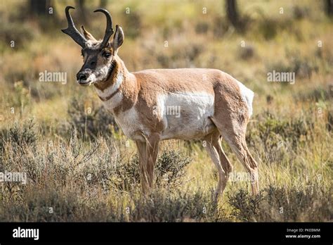 American pronghorn antelope male hi-res stock photography and images - Alamy